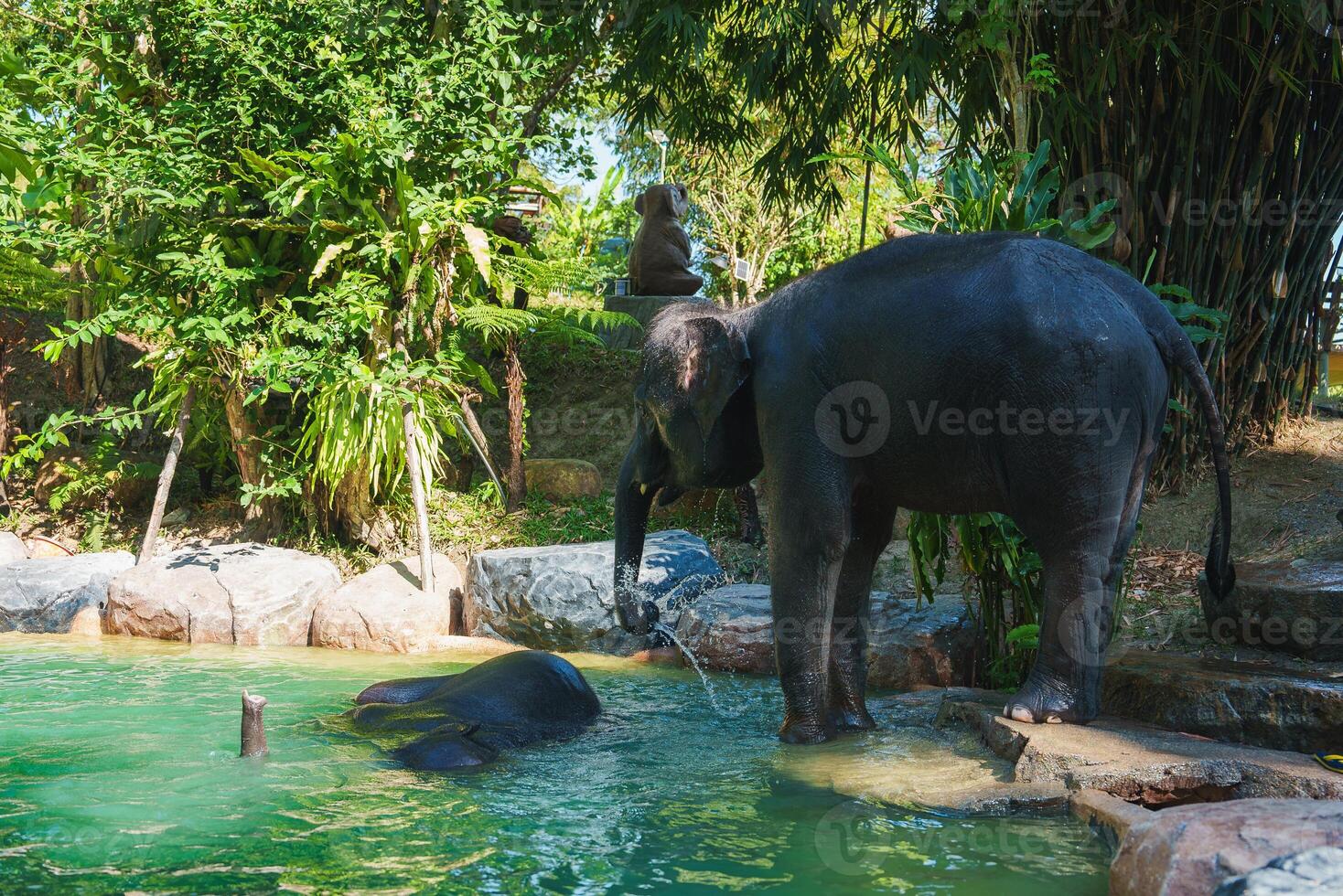 Two Elephants in a Tropical Setting with Dense Greenery and Pool photo
