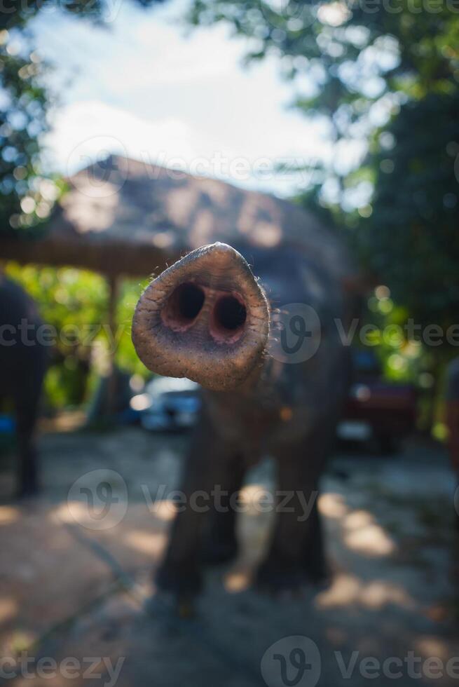 Close Up of an Elephant's Trunk in a Rural Setting in Thailand photo