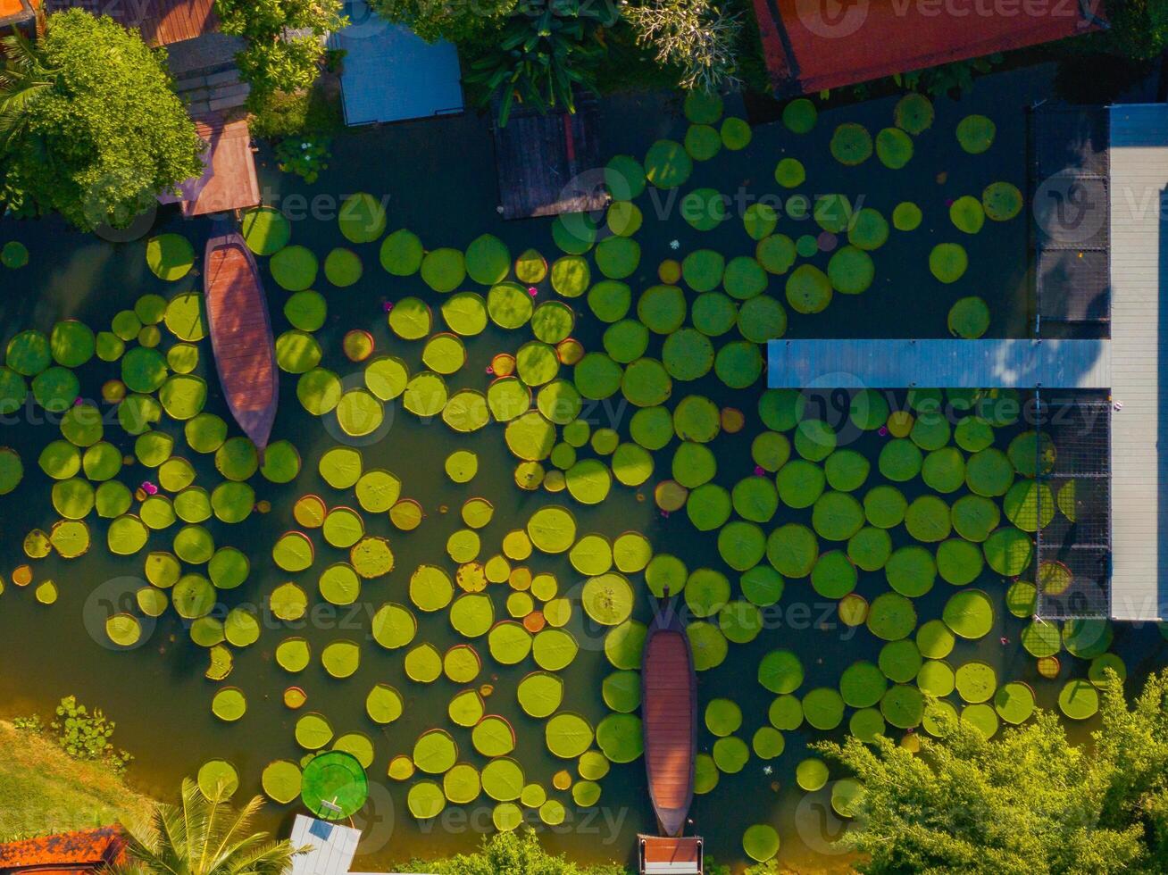 Aerial view of a serene lotus pond in Phuket, Thailand, featuring vibrant green lily pads, pink lotus flowers, wooden boats, and surrounding red roofed structures. photo