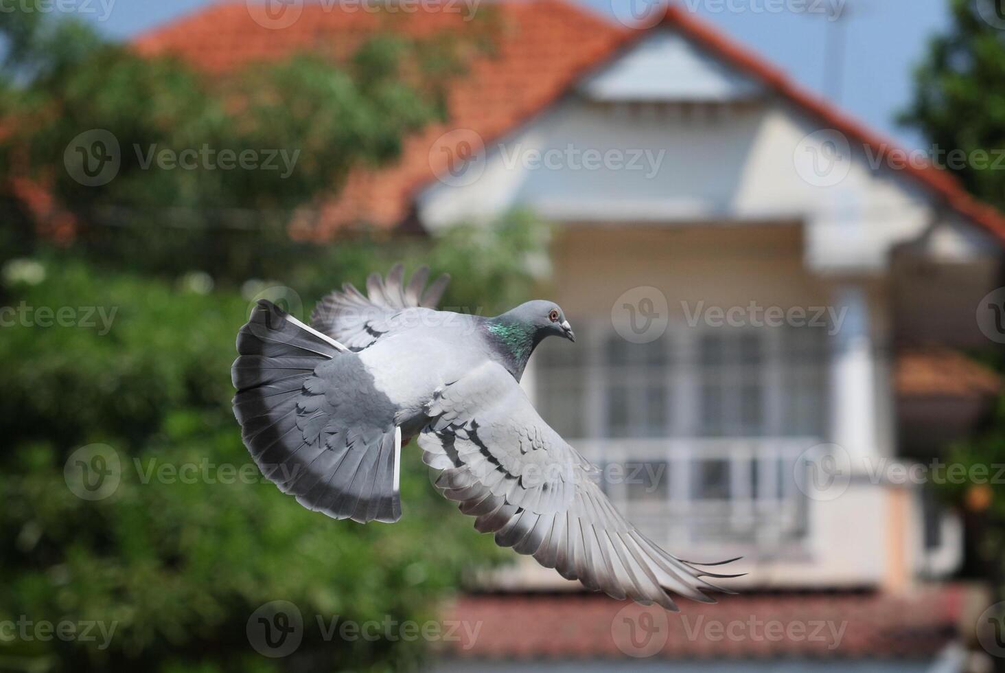 homing pigeon flying photo