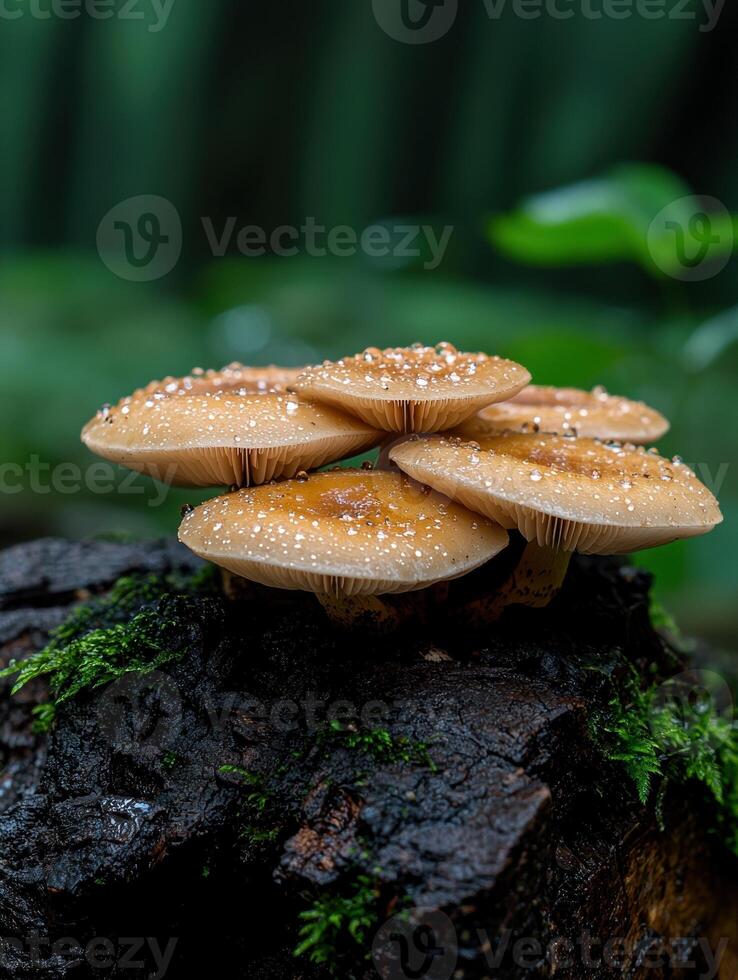 Cluster of mushrooms growing on a mossy log in the forest photo