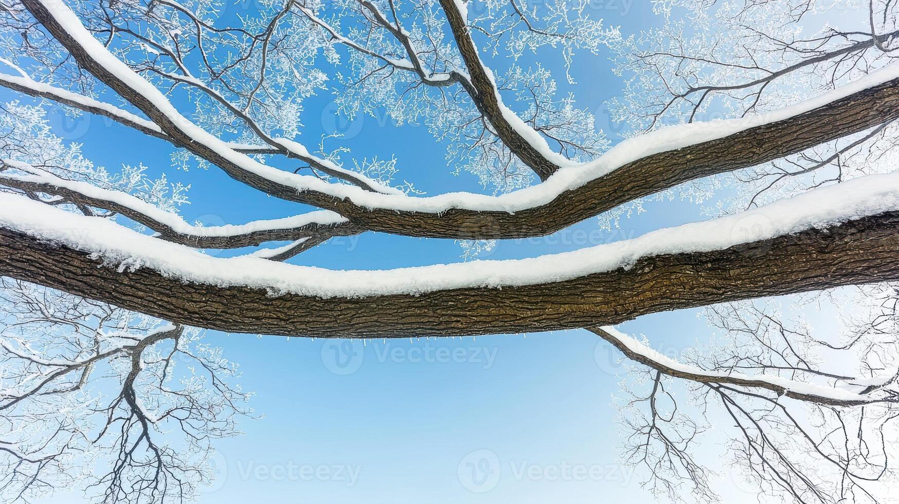 Snow covered branches against a bright blue winter sky photo