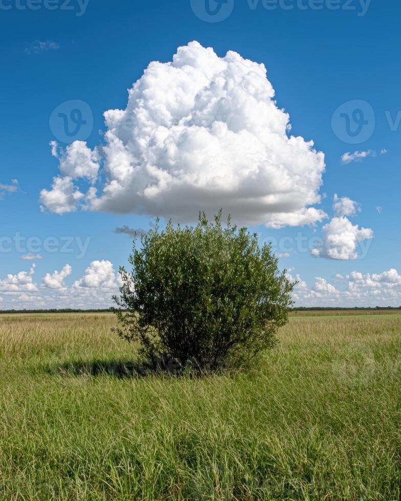 Single tree in a field under a large cumulus cloud photo