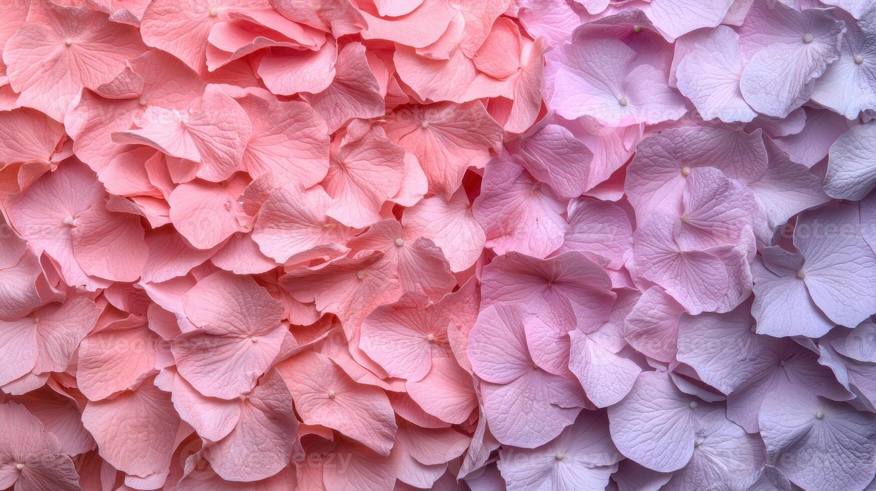 Pink and purple hydrangea petals background photo