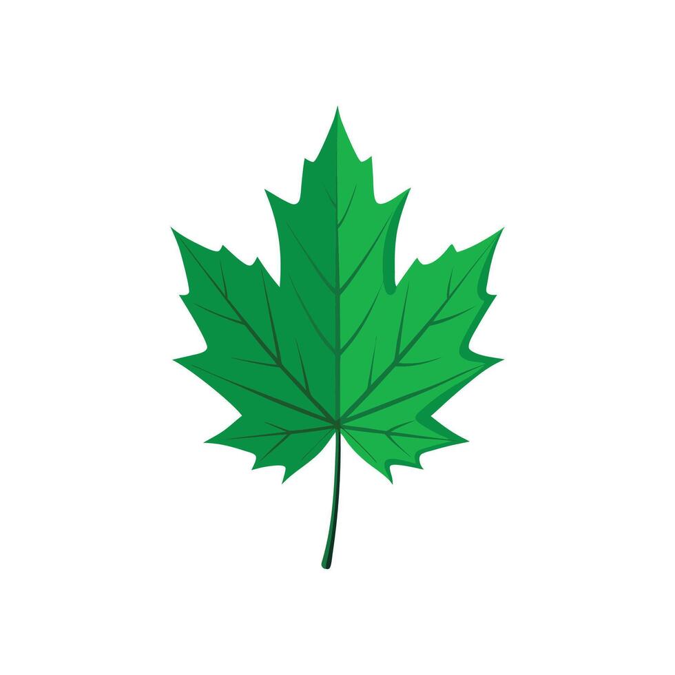 Autumn Beauty Realistic Maple Leaf Illustration Design on White Background vector