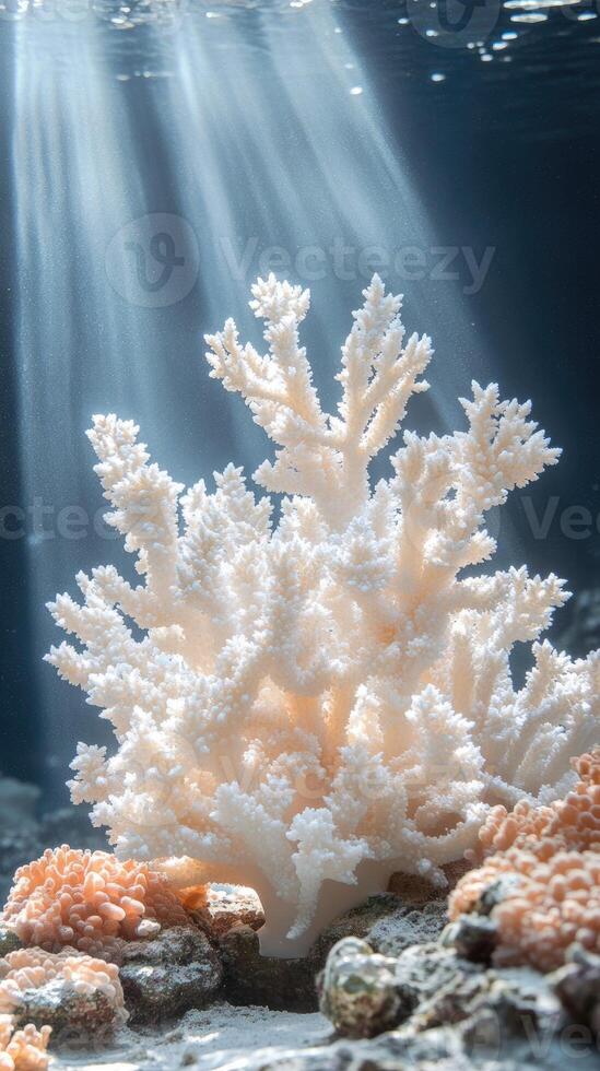 White coral showing bleaching from rising ocean temperatures. photo
