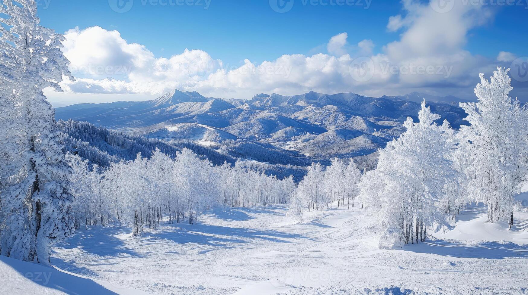 Snowy trees covering a mountain ski slope on a sunny day photo