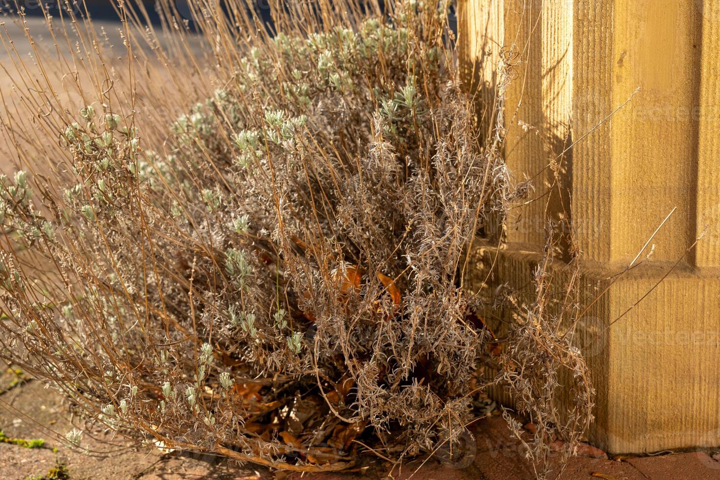 Dried shrub growing by wooden structure in a sunlit outdoor environment during late afternoon photo