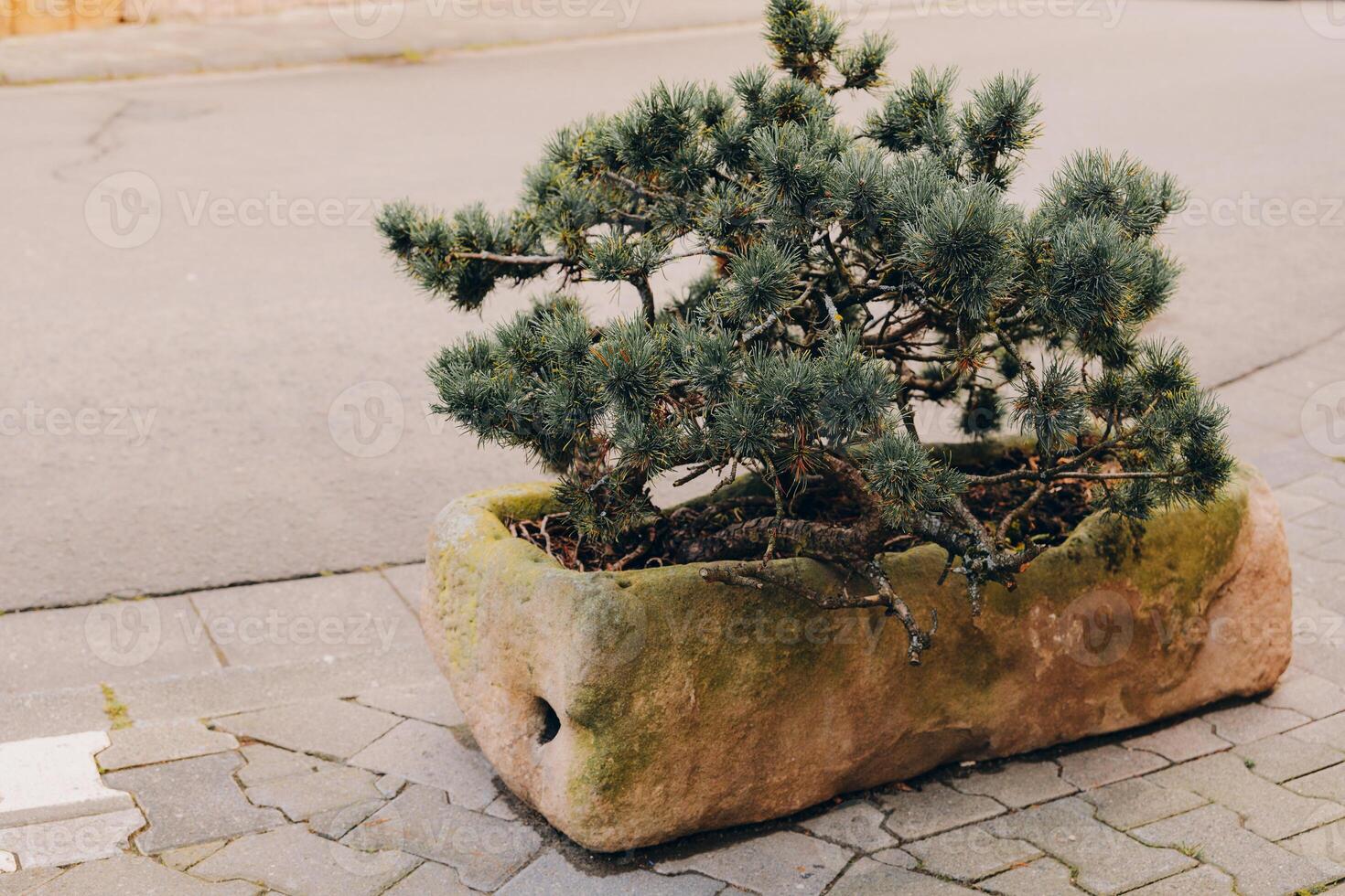 Bonsai tree in a stone planter at a quiet urban street corner during the day photo