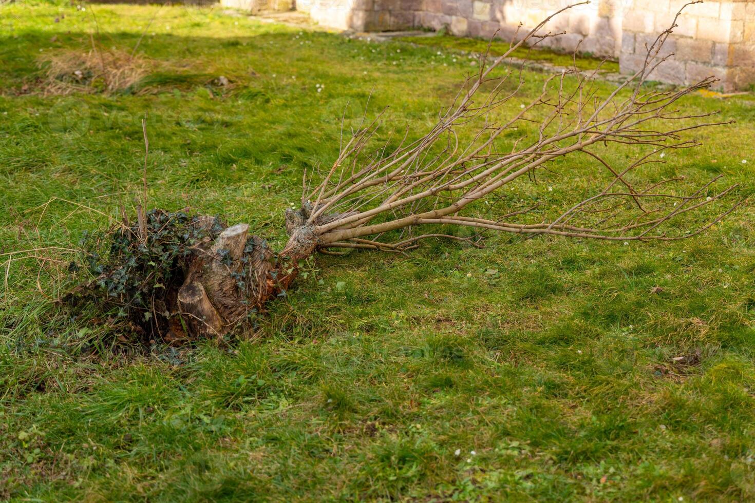 Fallen tree reveals tangled roots in a grassy area near a stone wall during early spring photo