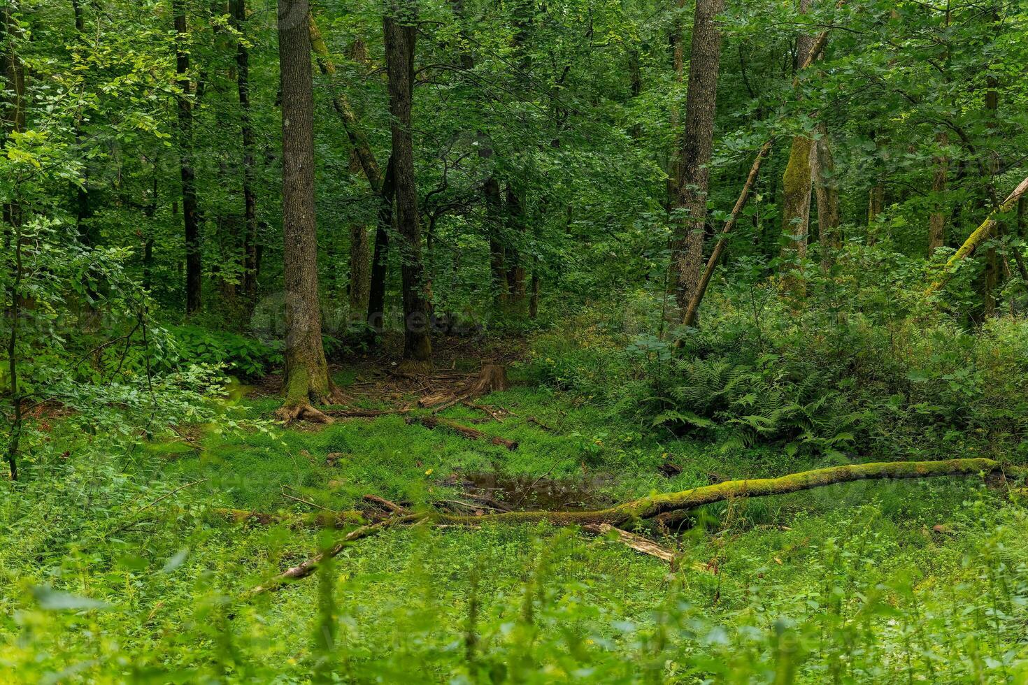 Lush green forest landscape with vibrant foliage and serene atmosphere in the early afternoon light photo