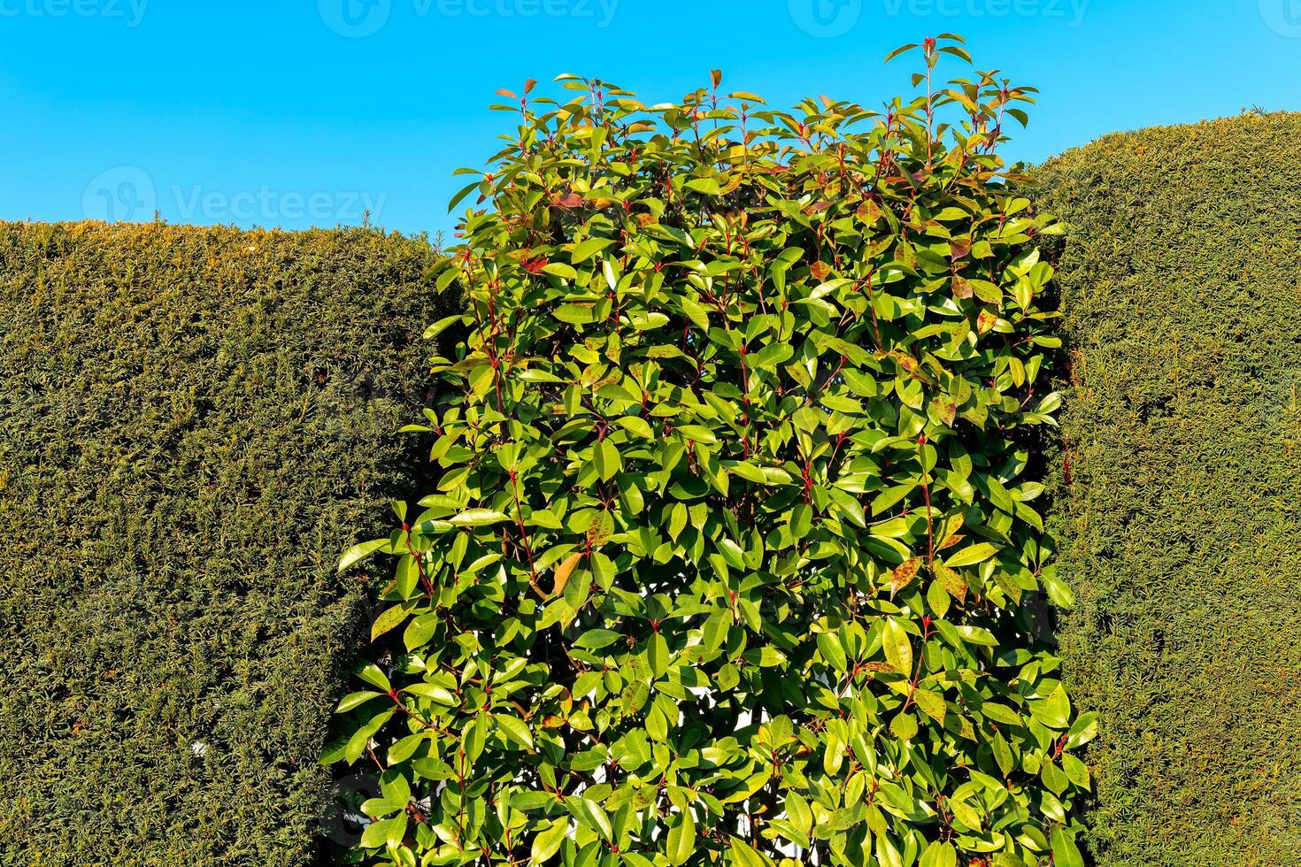 Lush green hedge surrounded by neatly trimmed bushes under a clear blue sky in a serene garden photo