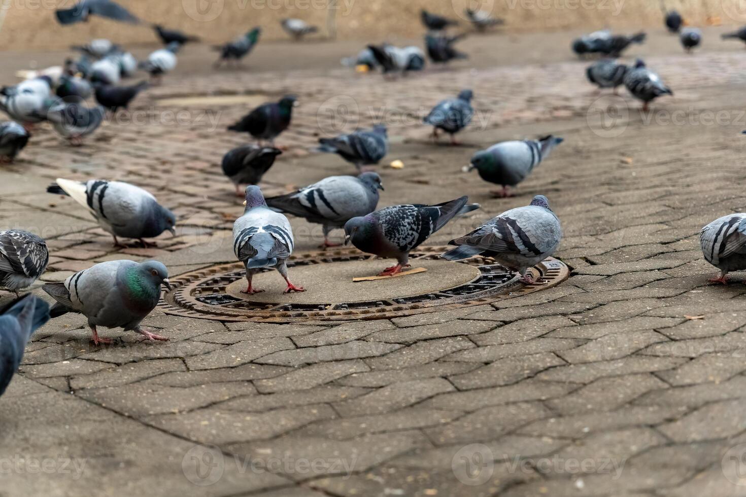 Pigeons foraging on a city street during morning hours in a bustling urban environment photo