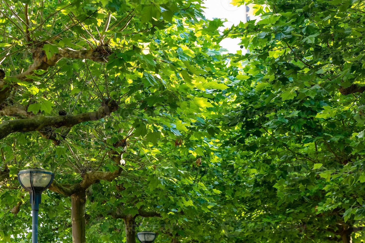 Lush green foliage creates a serene walking path in an urban park under bright sunlight photo