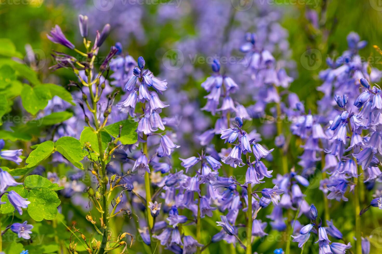 Vibrant cluster of bluebell flowers blooming in a sunny garden during spring photo