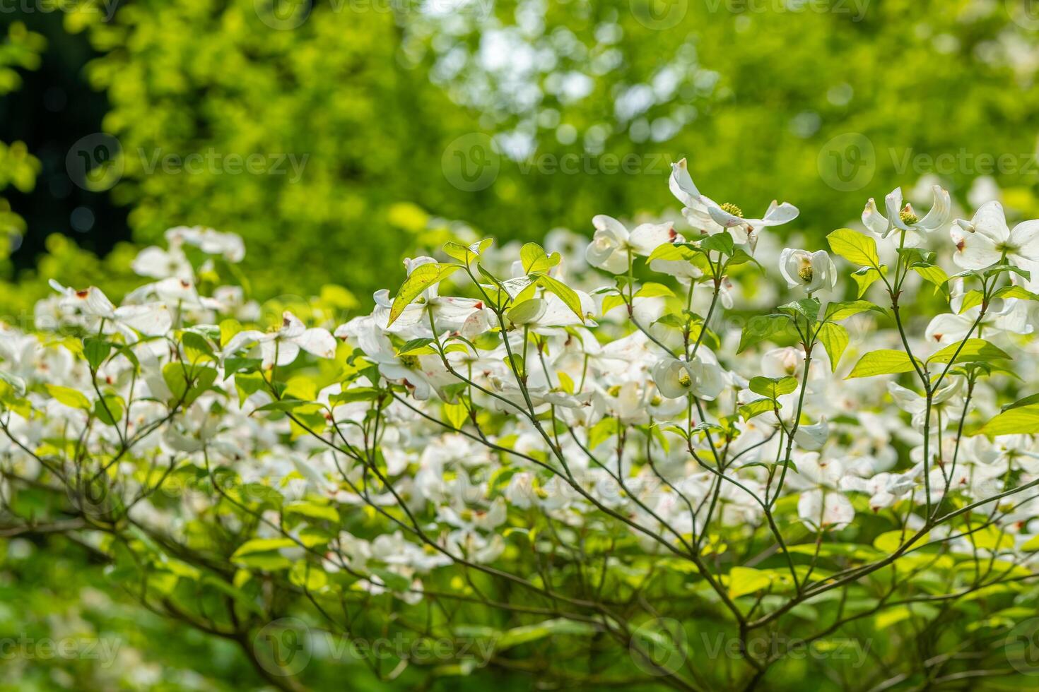 White dogwood flowers bloom under sunlight in a lush green setting during springtime photo