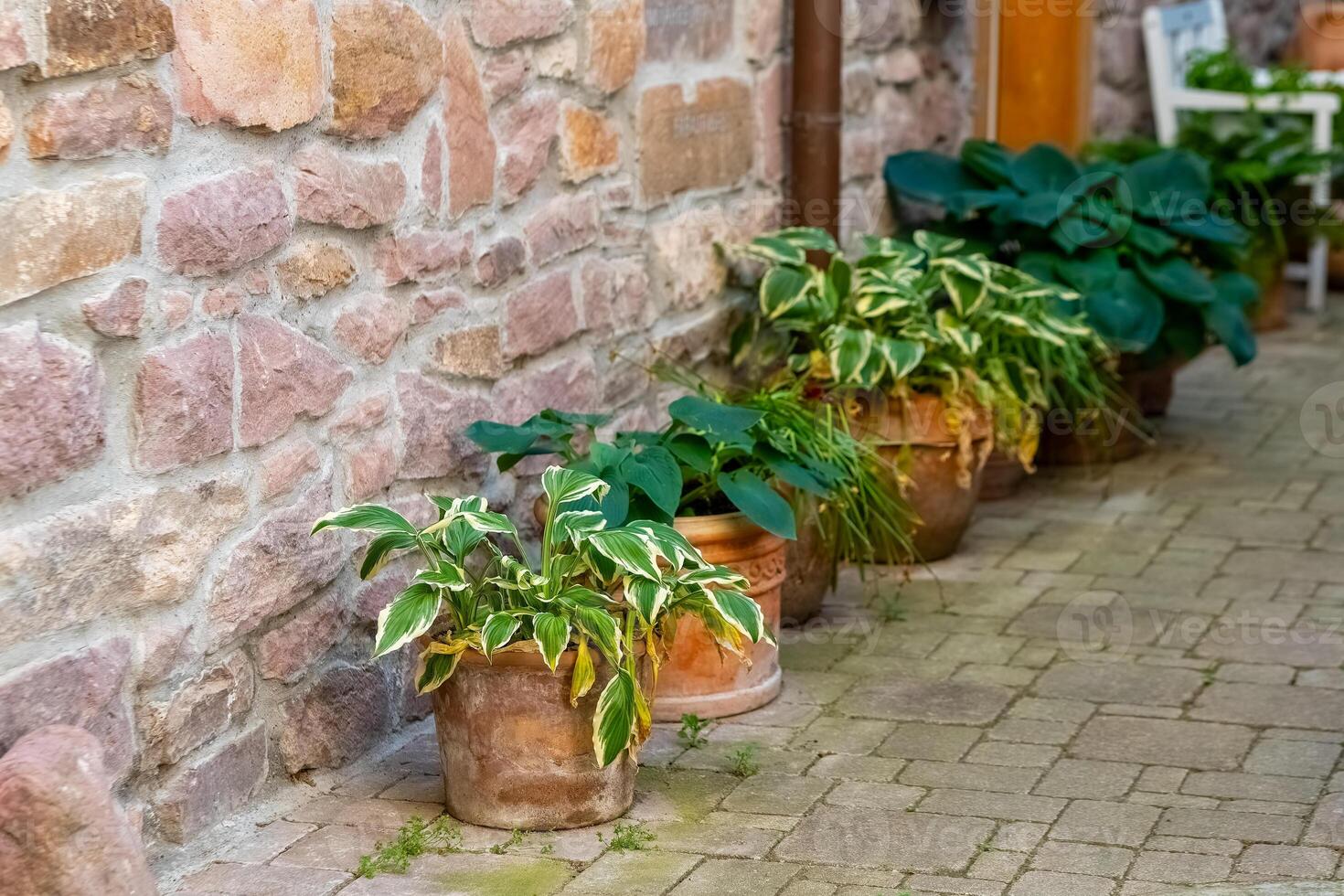 Beautiful potted plants line a stone wall in a quaint outdoor setting during a sunny day photo