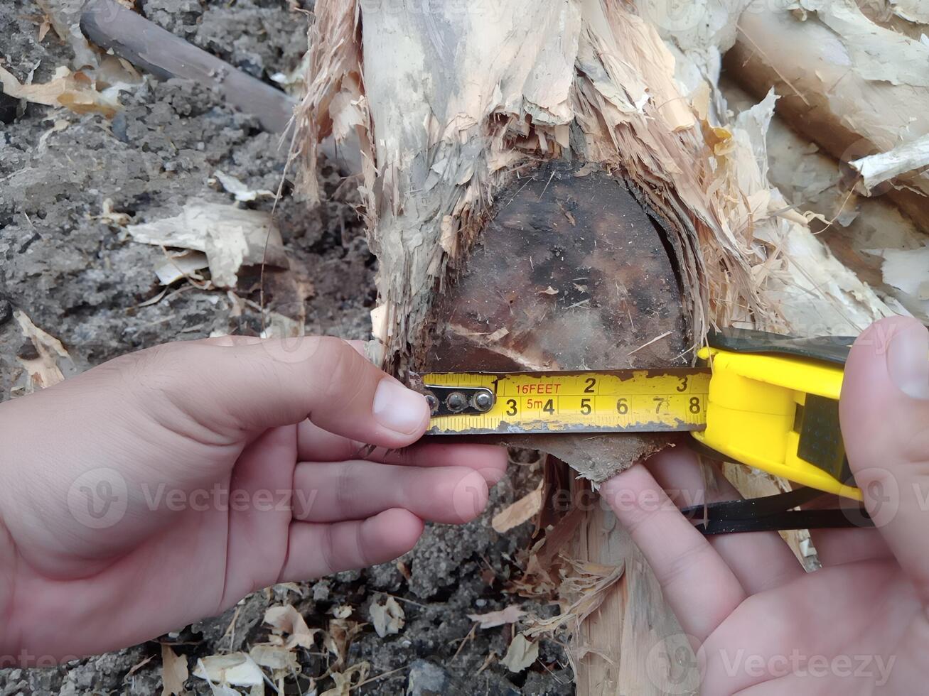 Measuring the dimensions of melaleuca wood for soil stabilization foundations photo