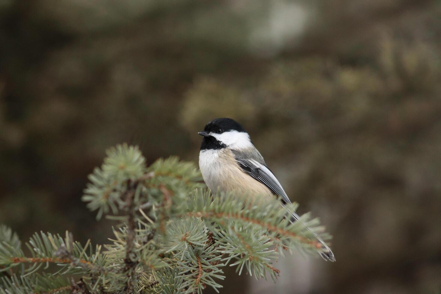 Chickadee in a tree photo