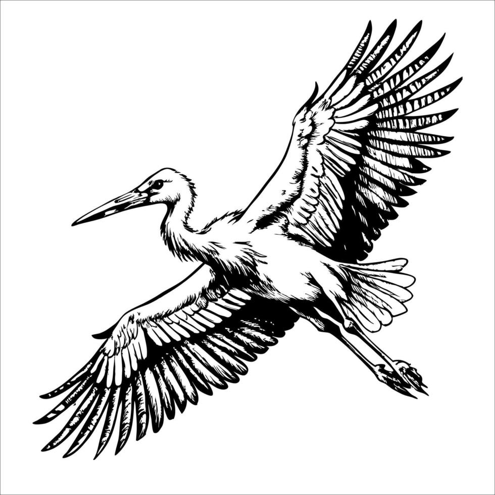 stork flying, looking down, on white background vector