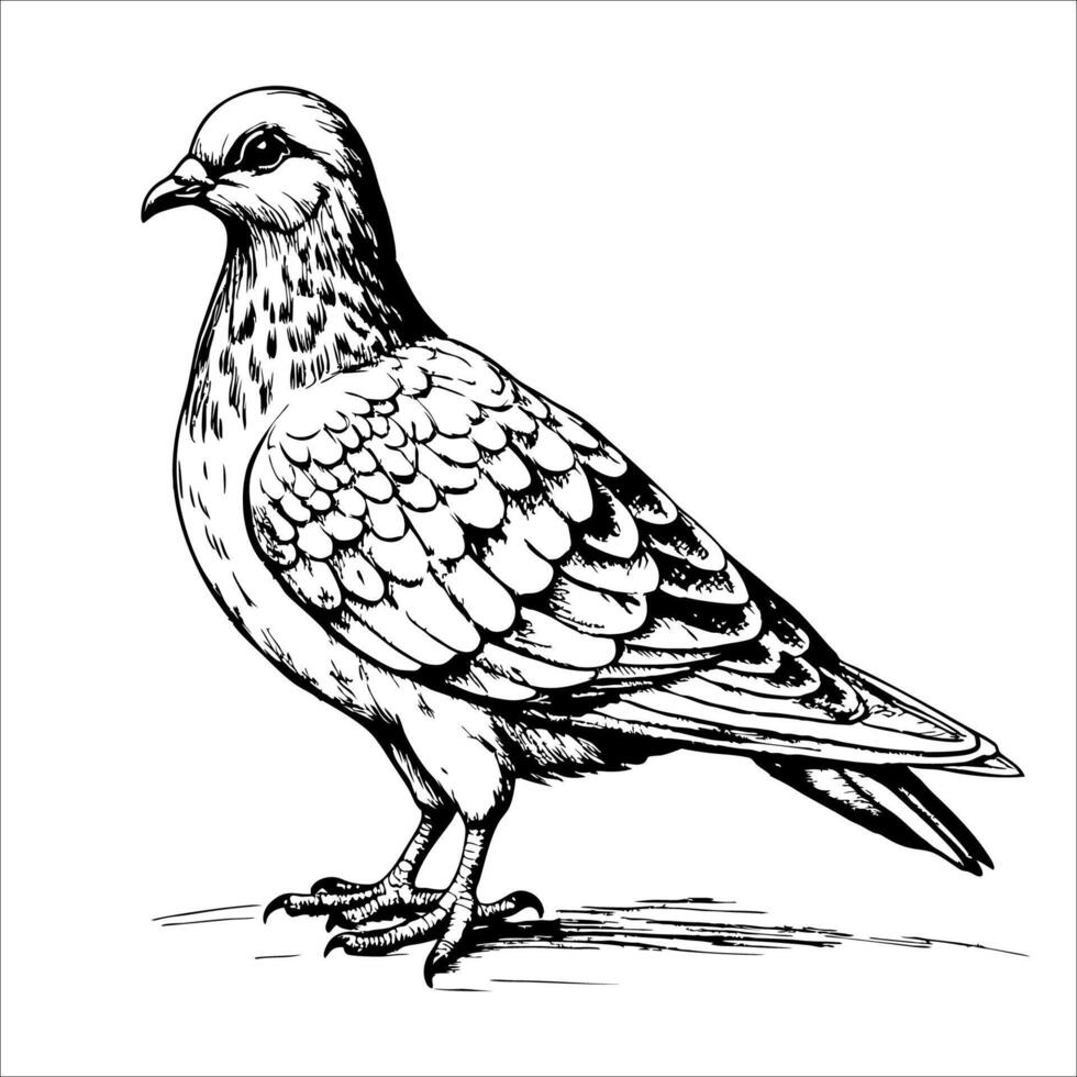 pigeon standing, side view, on white background vector