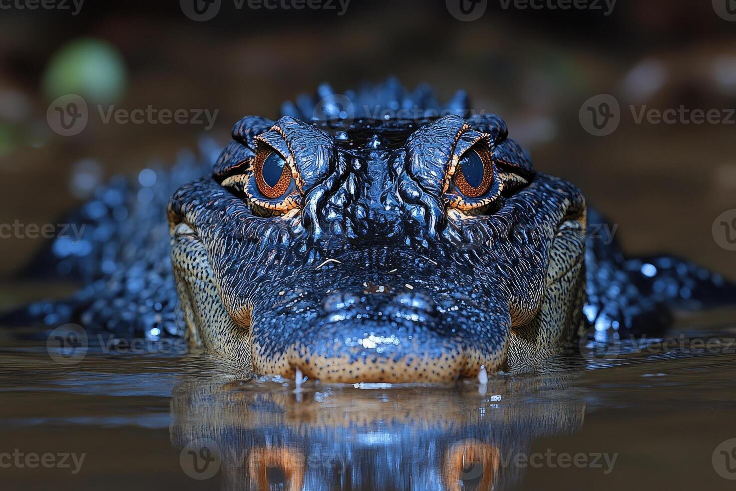 An alligator is swimming in the water photo