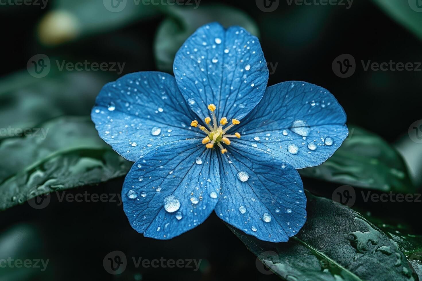 Blue flower with water droplets on it photo