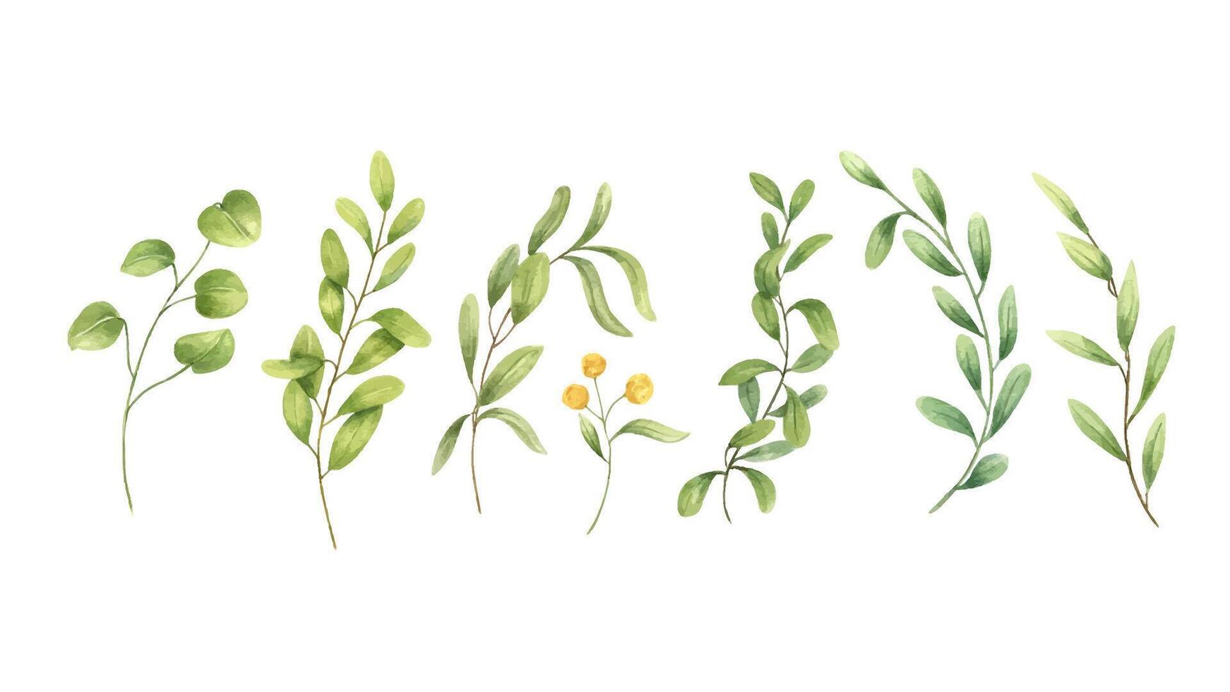 Watercolor meadow herbs, yellow flower, green branch clipart illustration isolated background. Spring plant with green leaves set. Floral elements for bouquet design, botanical book, package decor vector