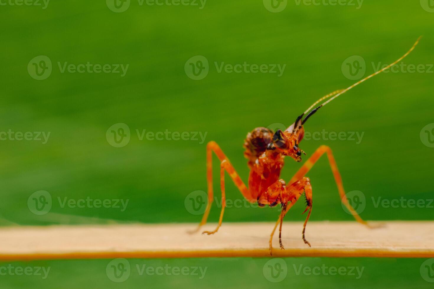 Close-up of a small yellow-orange grasshopper sitting on a bamboo, green background. photo