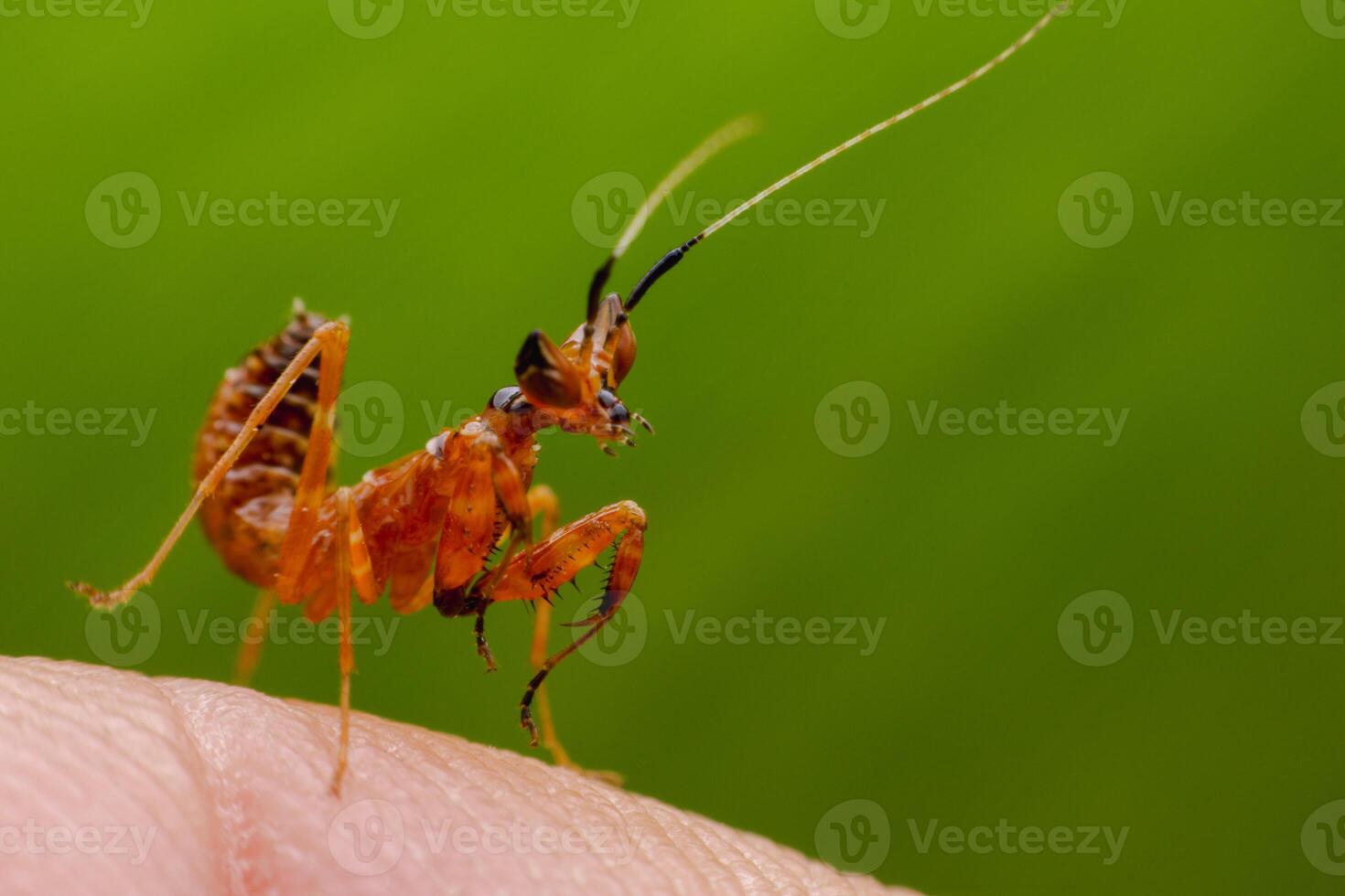 Close-up of a small orange-yellow grasshopper perched on a finger, green background. photo