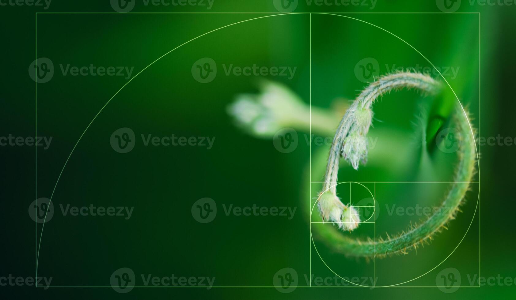 The Golden Spiral or Golden Ratio symbol is drawn over an image, an arrangement in nature, and an illustration of the golden ratio in nature. photo