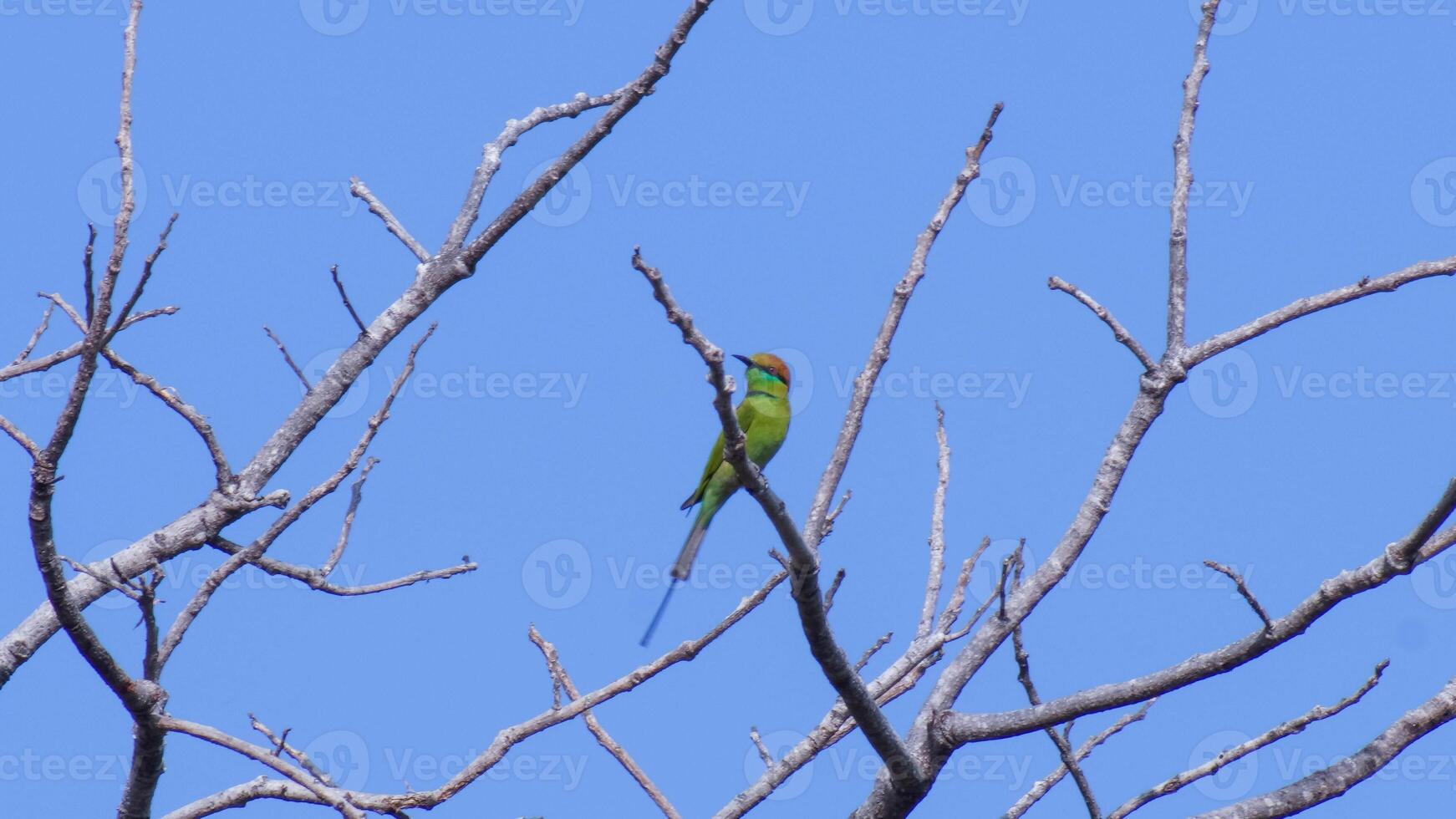 A yellow bird sits on a branch. Beautiful bird landscape perched on a dead branch on an empty blue sky background photo