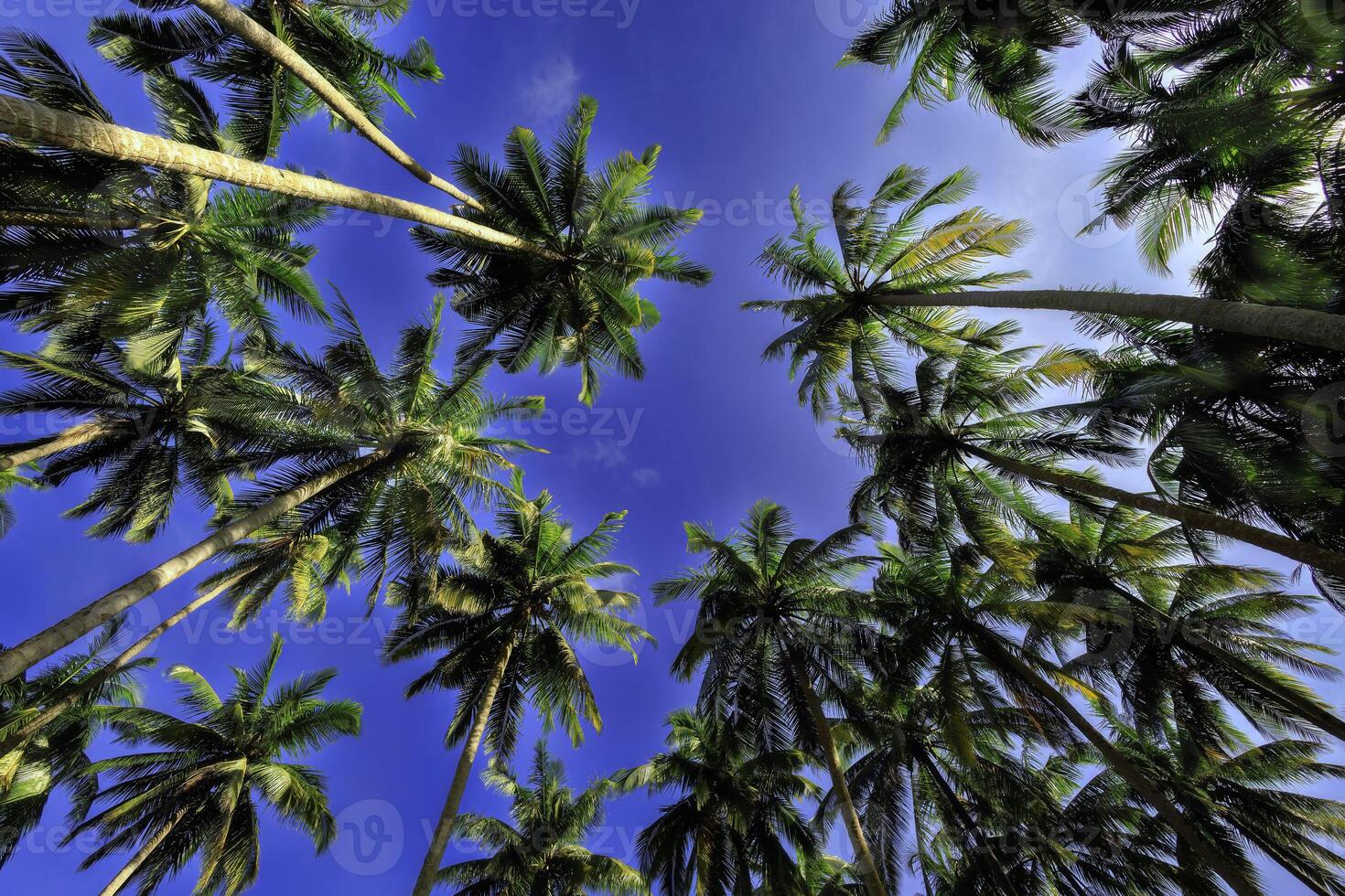 View of the tops of palm trees with large leaves photo