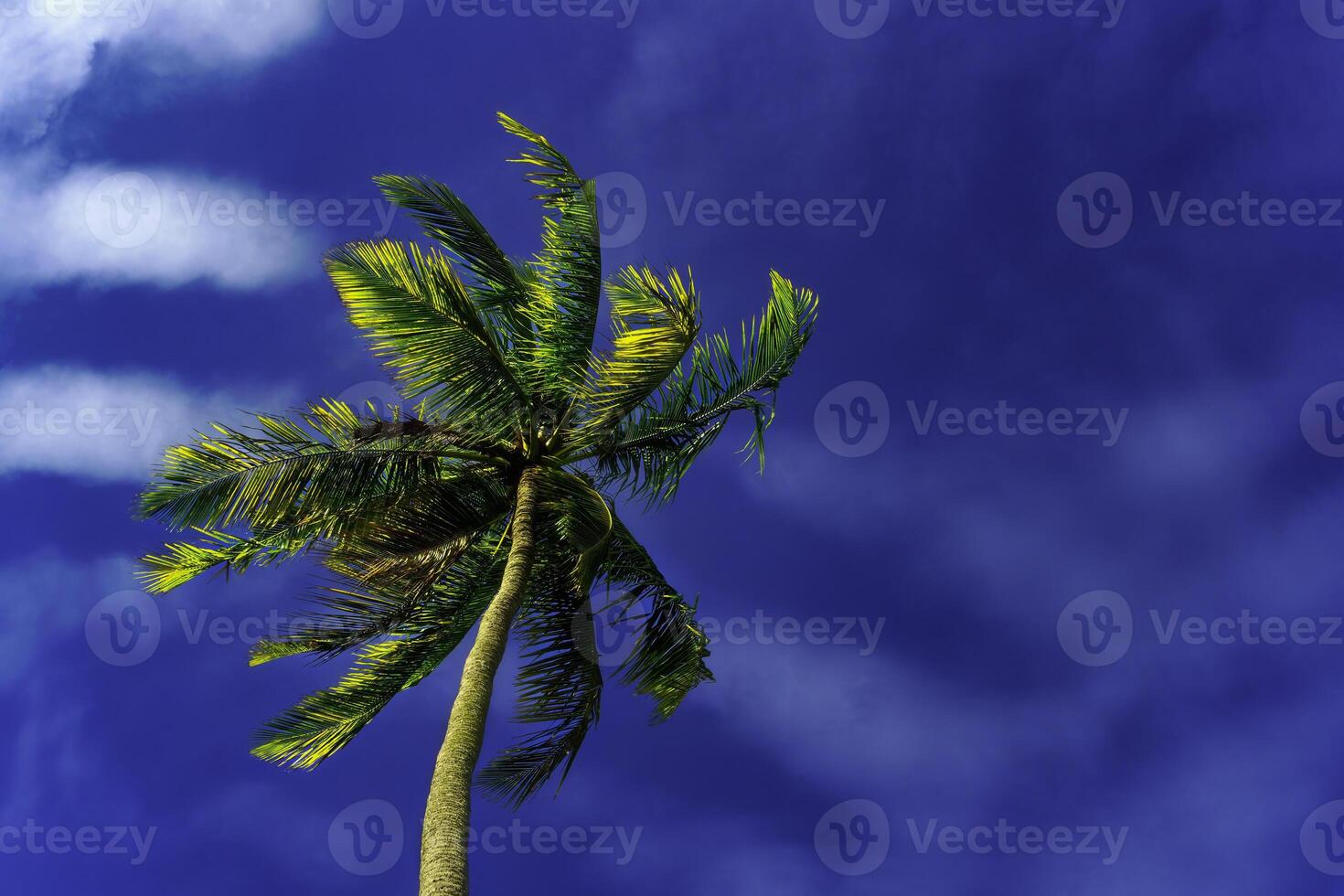Palm tree with sky in the background photo