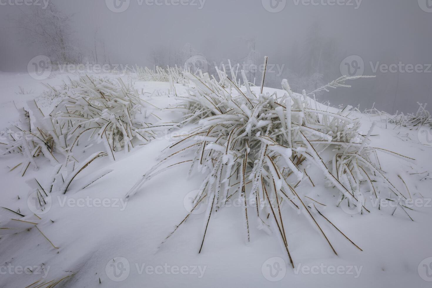 Frozen forest grass covered with snow photo