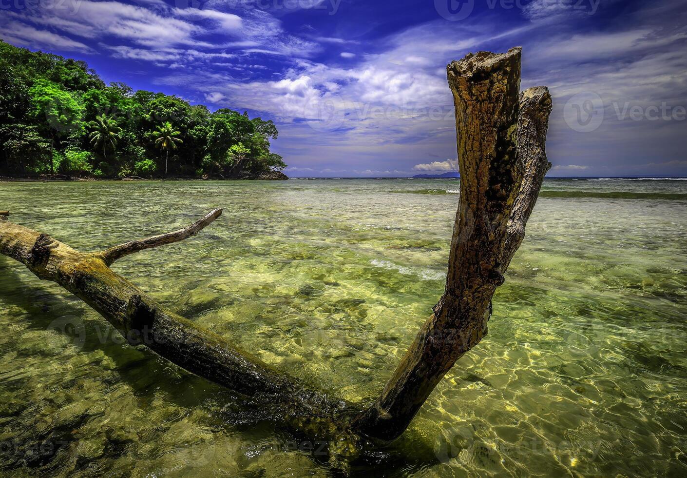 A piece of old tree in the sea by the shore of the island photo