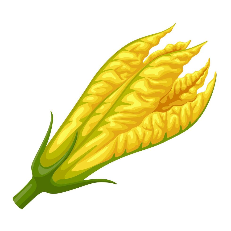 Illustration of pumpkin flower, edible flower, isolated on white background. vector