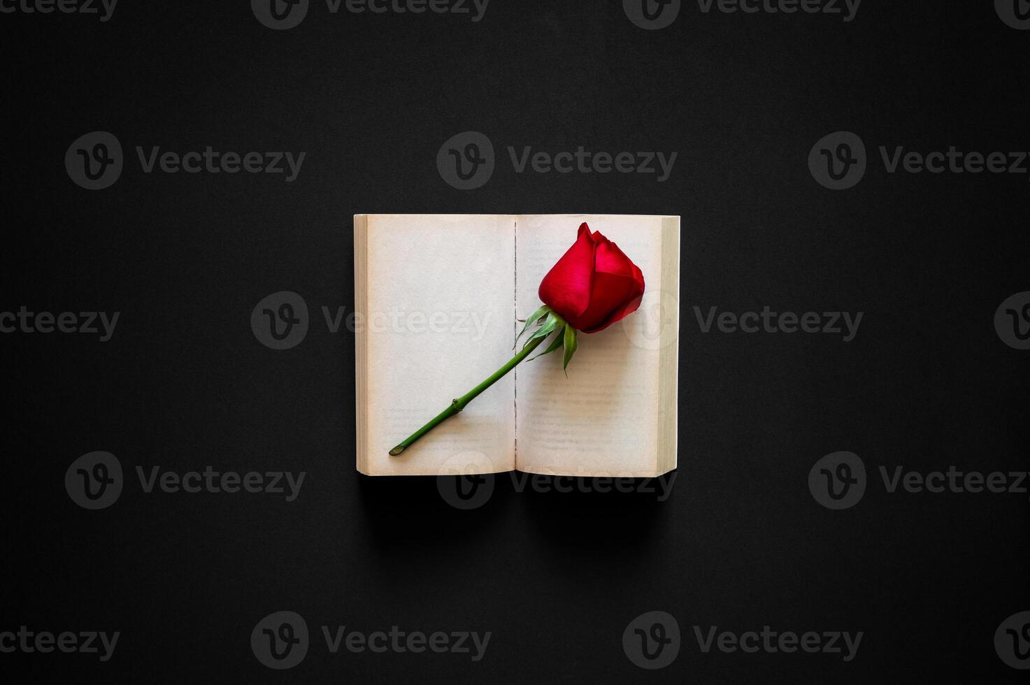 Red rose puts on an old book with empty pages on black cloth background. Valentine's day minimal concept. photo