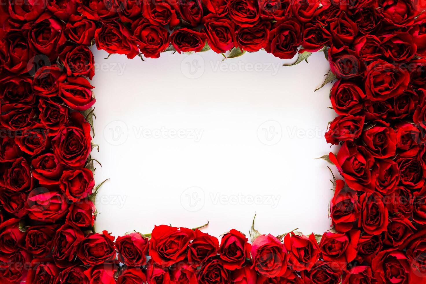 Red roses frame with square empty space white background for Valentine's and Mother day concept. photo