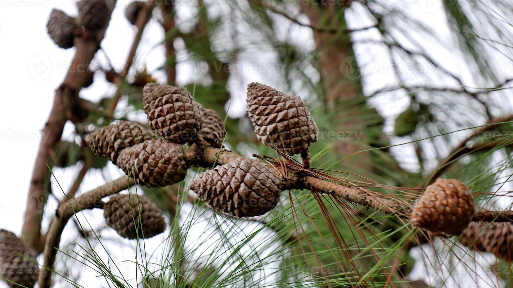 Pine cones in a pine tree photo
