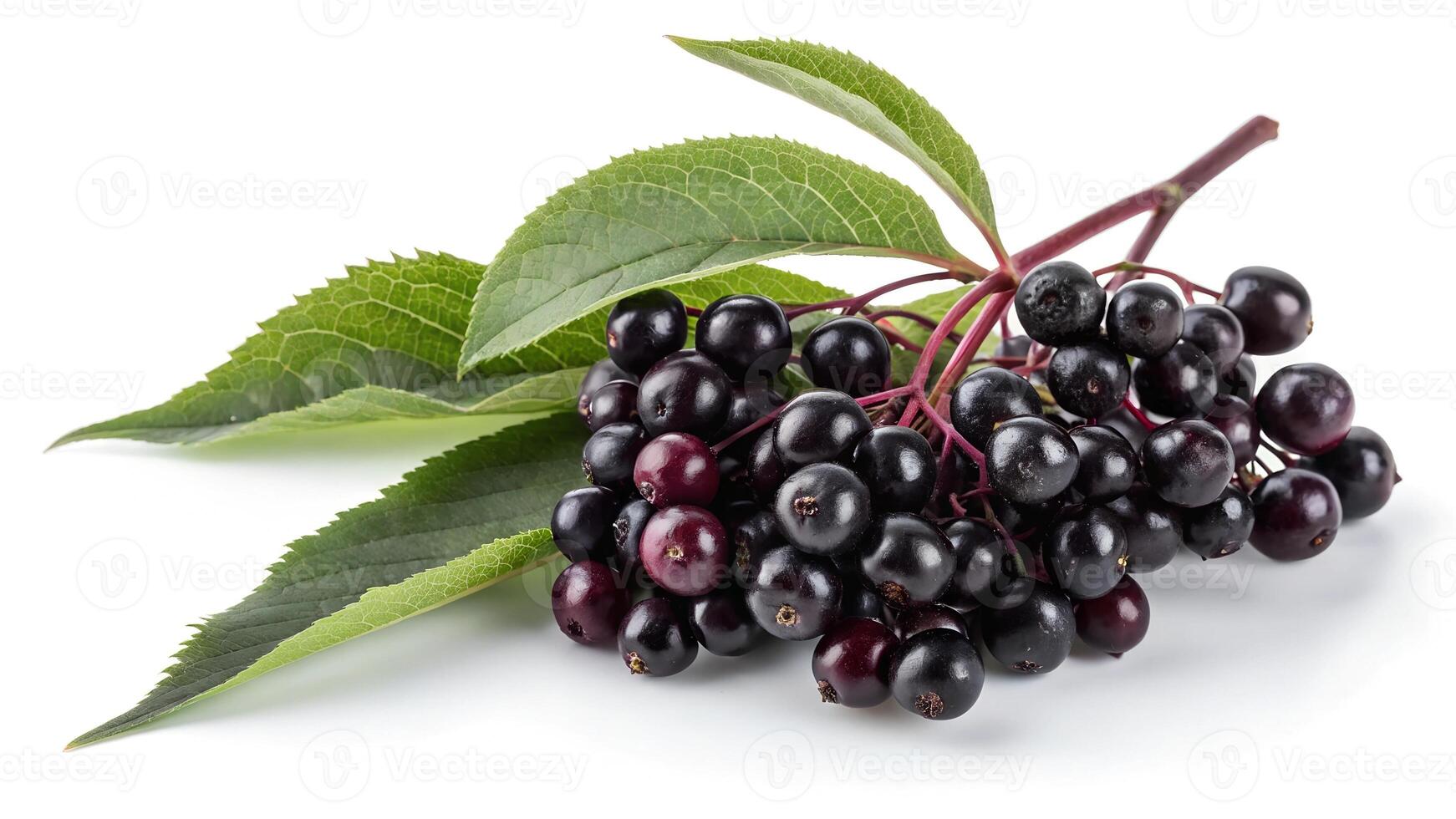 Black elderberry berries with green leaves isolated on white background cutout photo
