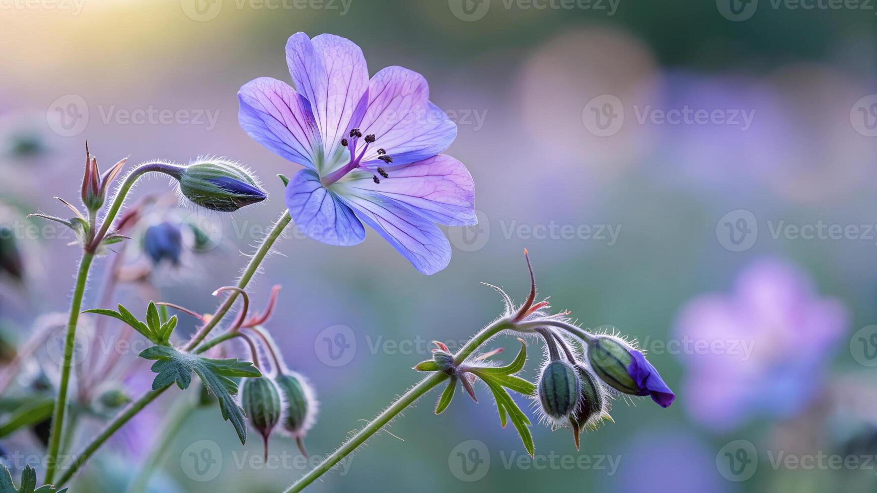 Garden of beautiful flowers blur background photo