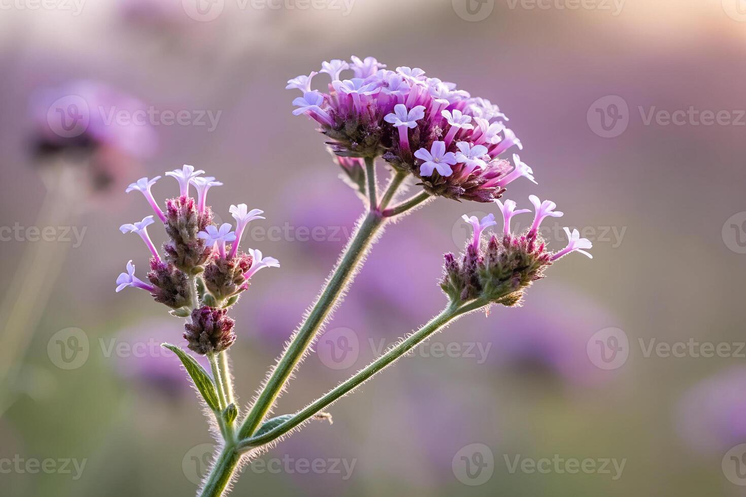 Beautiful flowers blur background photo