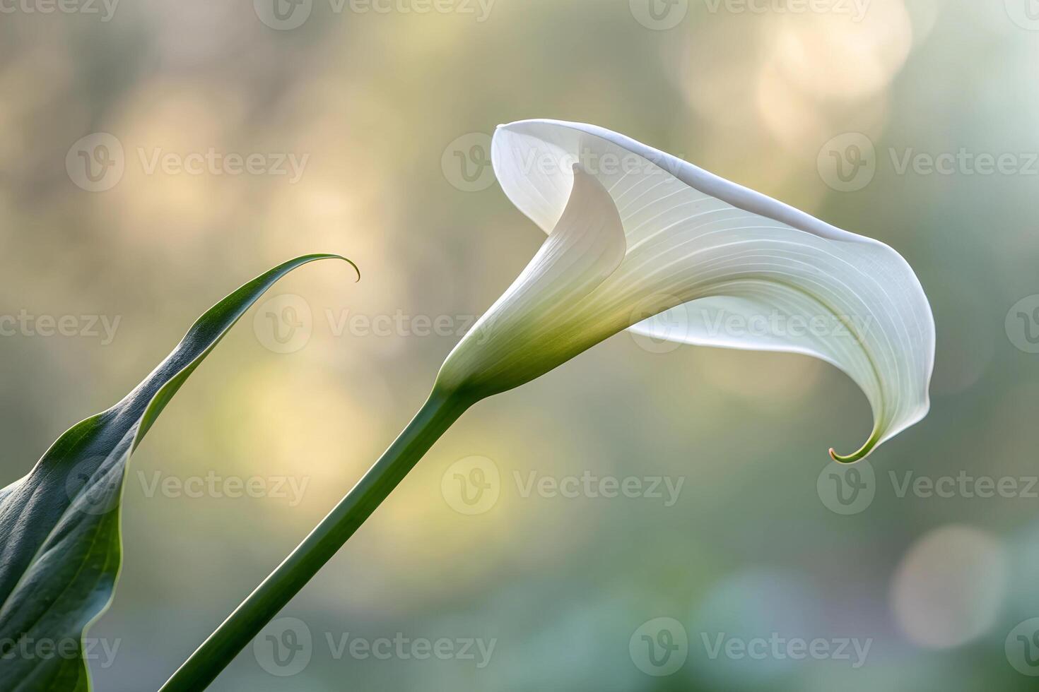 A white flower green leaves blur background photo