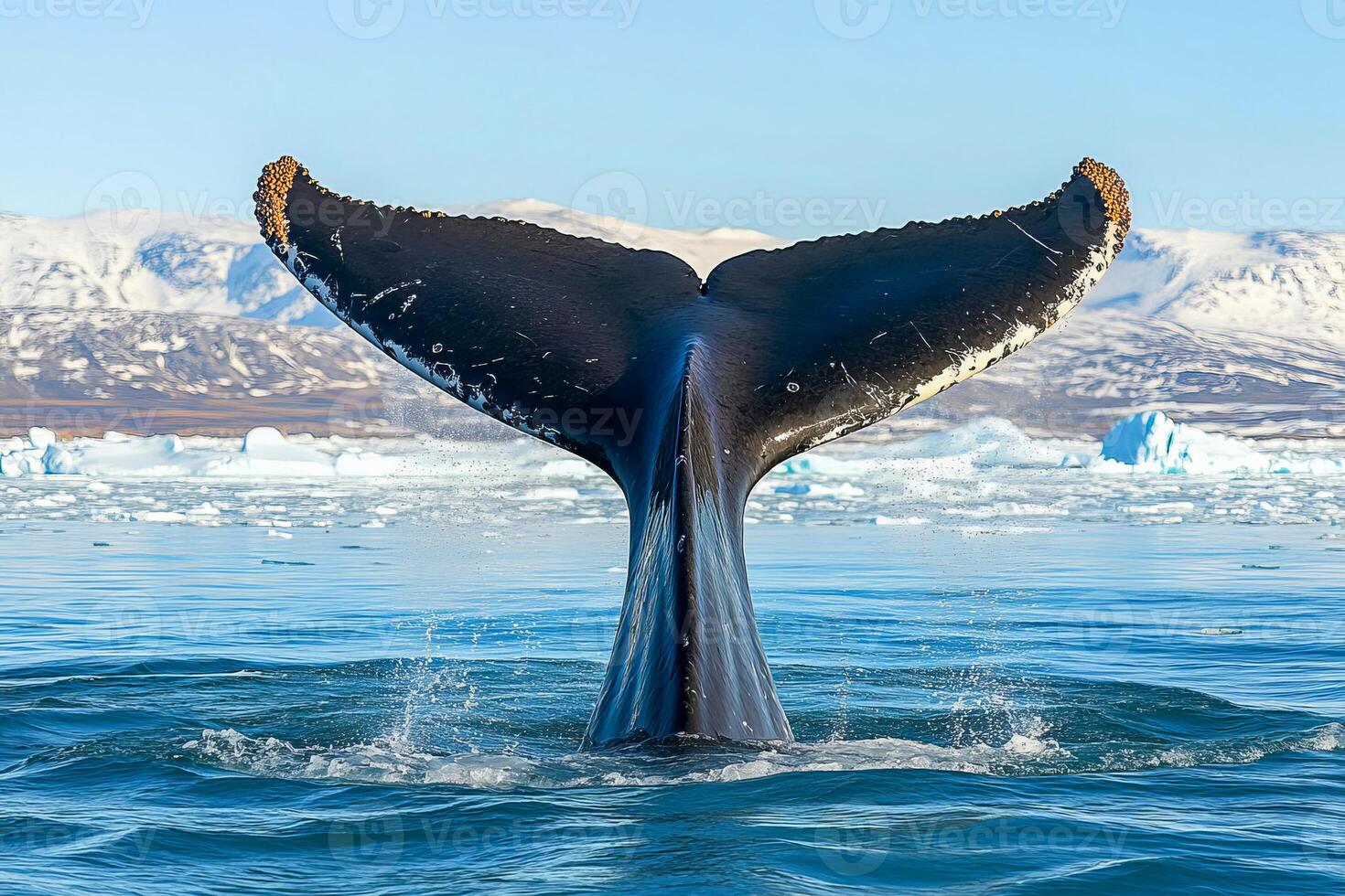 A whale dives off coast of Greenland, surrounded by icy waters, with a coastal landscape. photo