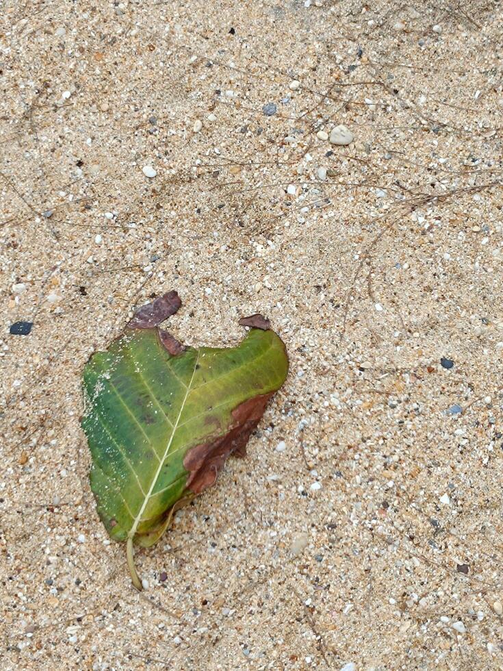 Sand texture and lef. photo