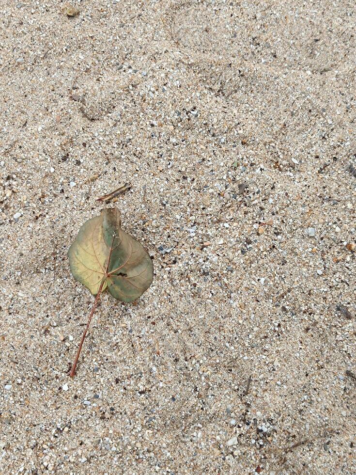 Brown leaf lying on brown sand. photo