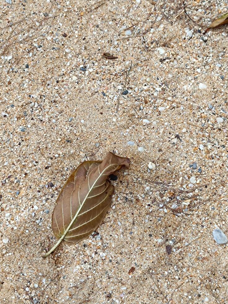 Back ground picture, brown fallen leaf lying on beach sand texture. photo