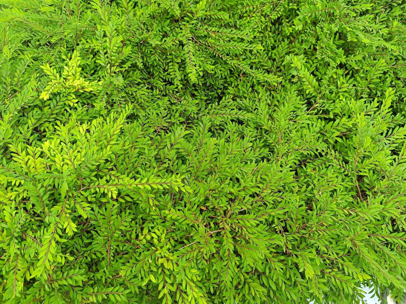 Small leaves for background. photo