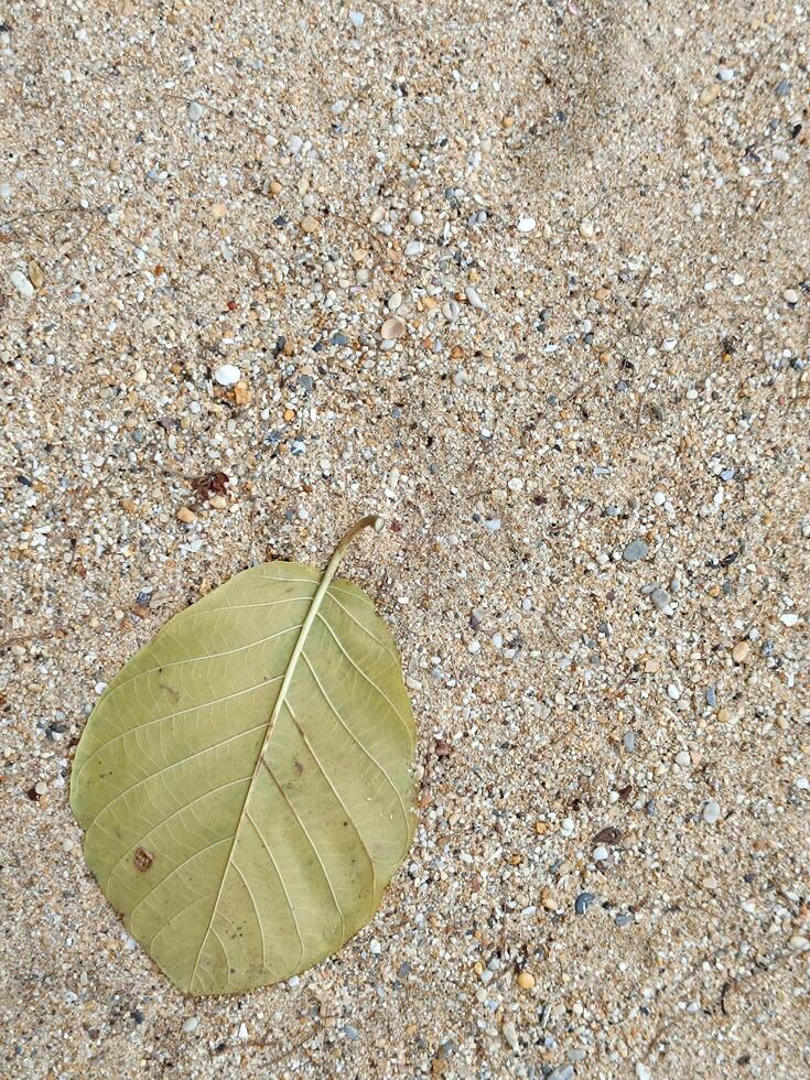 Sand small stone texture with leaf. photo